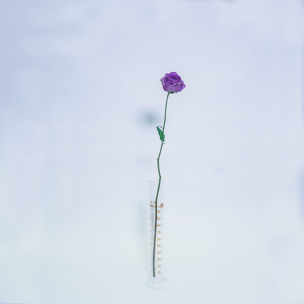 Mystic Flower